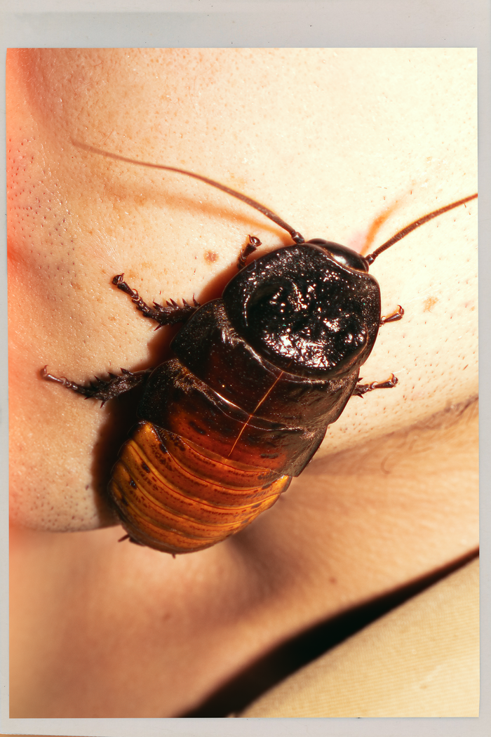 A detailed close-up of a Madagascar hissing cockroach on human skin.