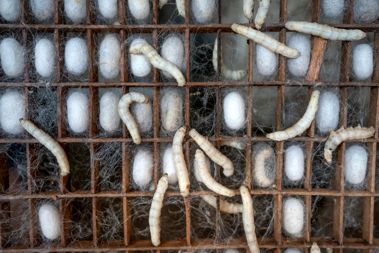 Larvae of mulberry silkworm enclosing in cocoon shell during production of raw silk in farm